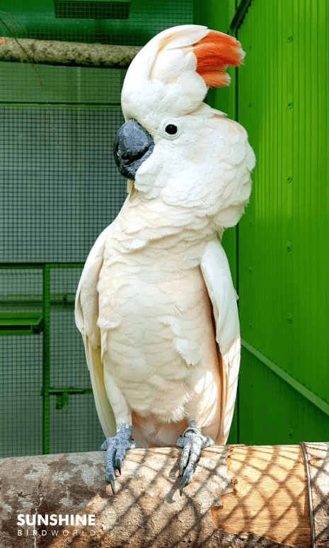 Cockatoos