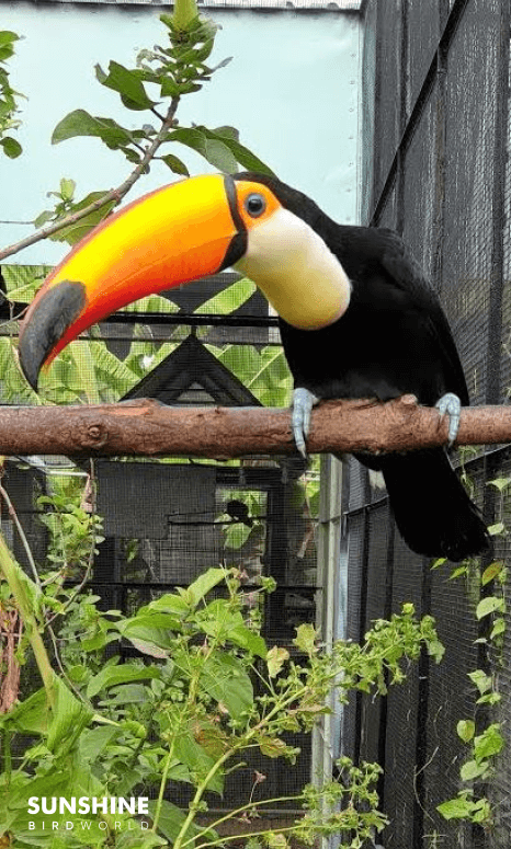 Toucans 